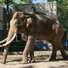 berlinzoo2